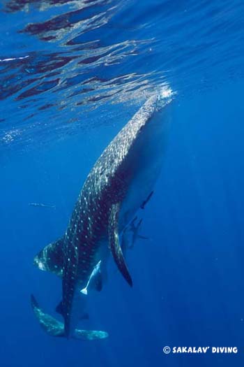 requin baleine nosy be